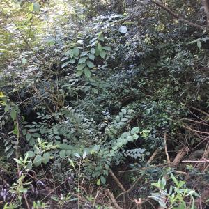 <a href="https://taieol.tw/muse/digi_object/03c5cce316352bdc927812bc97fcb8c2" target="_blank">阿里山榆／By：rrrkai／iNaturalist</a>