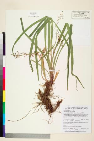 <a href="https://brmas.openmuseum.tw/muse/digi_object/45bc328ec1055e700d3f3446fa17eeab" target="_blank">紅鞘薹／中央研究院生物多樣性研究博物館植物標本館 (HAST)</a>