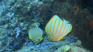 <a href="https://taieol.tw/muse/digi_object/d0305dce78ac73816b746be1ed422b45" target="_blank">華麗蝴蝶魚／By：r_lai／iNaturalist</a>