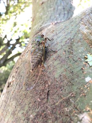 <a href="https://taieol.tw/muse/digi_object/710eabdb25021ee7642437e66fe9bf23" target="_blank">可禮大蟬／By：hyhuang／iNaturalist</a>