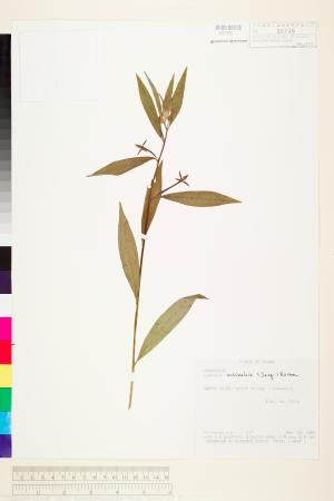 <a href="https://brmas.openmuseum.tw/muse/digi_object/45fc6d0d8d10bd4dadf98273a7ecf2f3" target="_blank">水丁香屬／中央研究院生物多樣性研究博物館植物標本館 (HAST)</a>