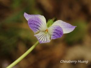 <a href="https://taieol.tw/muse/digi_object/65b0919e717b0665db2f2877a4971eae" target="_blank">箭葉菫菜／By：chinaberryhuang／iNaturalist</a>