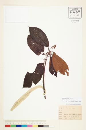 <a href="https://brmas.openmuseum.tw/muse/digi_object/460afe6fd48c0a5b86239ddc0bd6b47b" target="_blank">水冬哥／中央研究院生物多樣性研究博物館植物標本館 (HAST)</a>