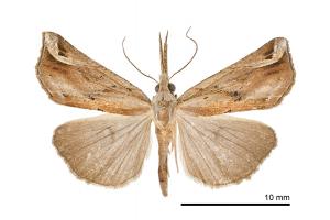 Hypena nepana_male_Fushan_11-IV-2015_SWu_07_1