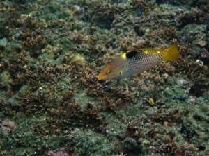 <a href="https://taieol.tw/muse/digi_object/e5ffa4ea46830ddeb5070052f67ded31" target="_blank">雲斑海豬魚／By：sdyaung／iNaturalist</a>