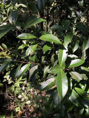 <a href="https://taieol.tw/muse/digi_object/71fdf38681ee16cef8446006cbeefea0" target="_blank">Pyrenaria microcarpa／By：jodyhsieh／iNaturalist</a>