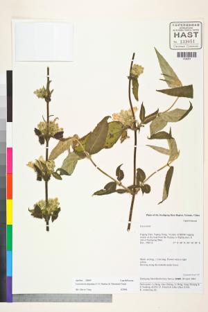 <a href="https://brmas.openmuseum.tw/muse/digi_object/4621ec9cd3432dc18dc5dac5ea254ebf" target="_blank">Leycesteria／中央研究院生物多樣性研究博物館植物標本館 (HAST)</a>
