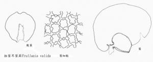 粗葉耳葉蘚