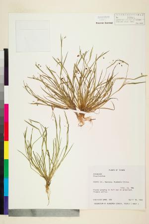 <a href="https://brmas.openmuseum.tw/muse/digi_object/463735fe9345cb7e68d606a2783fa3a9" target="_blank">庭菖蒲屬／中央研究院生物多樣性研究博物館植物標本館 (HAST)</a>