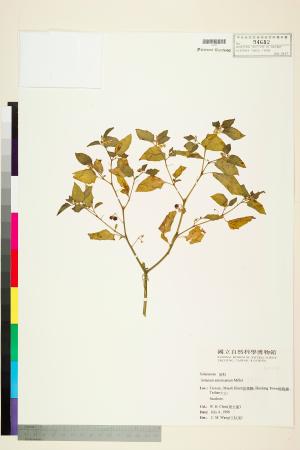 <a href="https://brmas.openmuseum.tw/muse/digi_object/464a11f60a51f1b1b97fa59efddbb027" target="_blank">光果龍葵／中央研究院生物多樣性研究博物館植物標本館 (HAST)</a>
