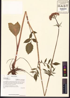 <a href="https://brmas.openmuseum.tw/muse/digi_object/4656d1007d32d5a79c5d52c6617dfb64" target="_blank">纈草／中央研究院生物多樣性研究博物館植物標本館 (HAST)</a>