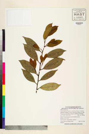 <a href="https://brmas.openmuseum.tw/muse/digi_object/4668c327590c7561f5191449165cd617" target="_blank">太平紅淡比／中央研究院生物多樣性研究博物館植物標本館 (HAST)</a>