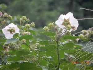 <a href="https://taieol.tw/muse/digi_object/17a9f59f39c64e7fe6c92dee188654b0" target="_blank">牧野氏山芙蓉／By：luoycy／iNaturalist</a>