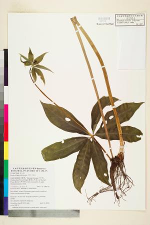 <a href="https://brmas.openmuseum.tw/muse/digi_object/466f503efd0acd089a9ab80142e3b1c5" target="_blank">七葉一枝花／中央研究院生物多樣性研究博物館植物標本館 (HAST)</a>