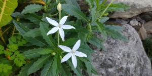 <a href="https://taieol.tw/muse/digi_object/f2d28e59c9424baac7bf631be4406c95" target="_blank">馬醉草／By：cming22／iNaturalist</a>