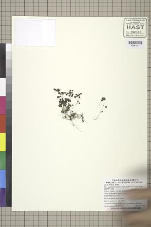<a href="https://brmas.openmuseum.tw/muse/digi_object/467a31a764914b73909ed23fc4653e8d" target="_blank">齒葉矮冷水麻／中央研究院生物多樣性研究博物館植物標本館 (HAST)</a>