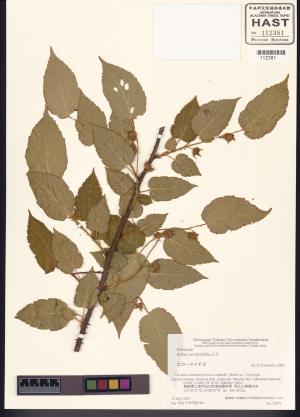 <a href="https://brmas.openmuseum.tw/muse/digi_object/468584614b8d5b247d1b408a353c4d59" target="_blank">變葉懸鉤子／中央研究院生物多樣性研究博物館植物標本館 (HAST)</a>