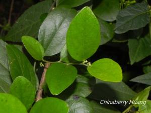 <a href="https://taieol.tw/muse/digi_object/e3ed85dcafb1bf716128579fa218801c" target="_blank">木防己／By：chinaberryhuang／iNaturalist</a>