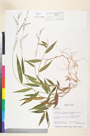 <a href="https://brmas.openmuseum.tw/muse/digi_object/4696f3efa5d4f86308fe6d984d0af09f" target="_blank">求米草屬／中央研究院生物多樣性研究博物館植物標本館 (HAST)</a>