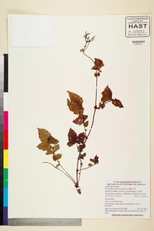 <a href="https://brmas.openmuseum.tw/muse/digi_object/469d8c8a5dd6cfbdcc15c225c472ae72" target="_blank">台灣蚊子草／中央研究院生物多樣性研究博物館植物標本館 (HAST)</a>