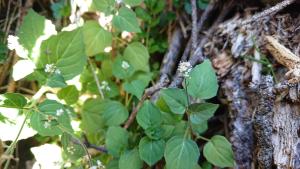 <a href="https://taieol.tw/muse/digi_object/0dc319a16c043d5fa295a270ab7bcced" target="_blank">高山露珠草／By：naturalist24174／iNaturalist</a>