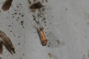 Nemophora aurora 直帶長角蛾