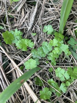 <a href="https://taieol.tw/muse/digi_object/003bdba1d176f86fe026c0477202dc46" target="_blank">天胡荽／By：chi-chun／iNaturalist</a>