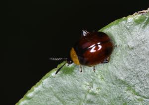 <a href="https://taieol.tw/muse/digi_object/870d3c9336d5c07233907df92718b2d7" target="_blank">黃胸圓葉蚤／By：li-chih-cheng／iNaturalist</a>