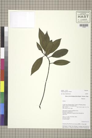 <a href="https://brmas.openmuseum.tw/muse/digi_object/46cc9ad78e62158233d9d8977900949a" target="_blank">木荷屬／中央研究院生物多樣性研究博物館植物標本館 (HAST)</a>