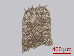 <a href="https://taieol.tw/muse/digi_object/f1bc2451bb1fcb75604f8fc35a1c93ce" target="_blank">四齒異萼蘚／By：姚奎宇／太魯閣國家公園管理處</a>