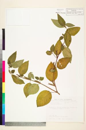 <a href="https://brmas.openmuseum.tw/muse/digi_object/46da491ac0479a6a64d9c2a968c117bd" target="_blank">繩黃麻／中央研究院生物多樣性研究博物館植物標本館 (HAST)</a>