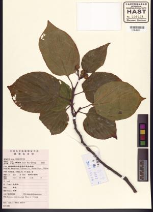 <a href="https://brmas.openmuseum.tw/muse/digi_object/46de17ef48dda5a46980a3af60a4e337" target="_blank">拉文海膽屬／中央研究院生物多樣性研究博物館植物標本館 (HAST)</a>