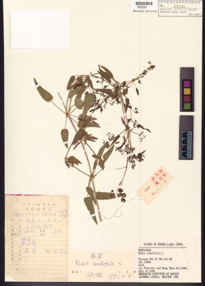 <a href="https://brmas.openmuseum.tw/muse/digi_object/470e1b05a3ff57b6a94f07e544c13e2f" target="_blank">紅藤仔草／中央研究院生物多樣性研究博物館植物標本館 (HAST)</a>
