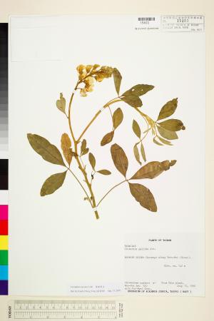 <a href="https://brmas.openmuseum.tw/muse/digi_object/471420bfcfa42c0b9ff382fe3b9e0644" target="_blank">黃豬屎豆／中央研究院生物多樣性研究博物館植物標本館 (HAST)</a>
