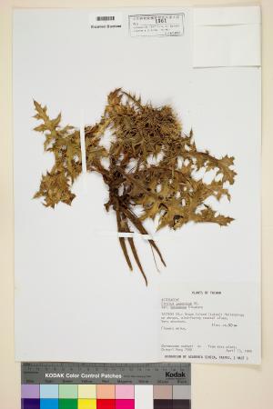 <a href="https://brmas.openmuseum.tw/muse/digi_object/47437b67c39581d931e3693aa84545bc" target="_blank">白花小薊／中央研究院生物多樣性研究博物館植物標本館 (HAST)</a>