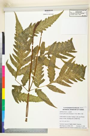 <a href="https://brmas.openmuseum.tw/muse/digi_object/478238362f55cdebfbe9f5be3f3c1826" target="_blank">變葉三叉蕨(蛇脈三叉蕨)／中央研究院生物多樣性研究博物館植物標本館 (HAST)</a>