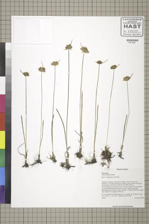 <a href="https://brmas.openmuseum.tw/muse/digi_object/4782dcb4e91da089b70a59f381309517" target="_blank">禾葉燈心草／中央研究院生物多樣性研究博物館植物標本館 (HAST)</a>