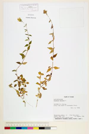 <a href="https://brmas.openmuseum.tw/muse/digi_object/4788a9dfcc21e4c47fa4631425fa616b" target="_blank">狗筋蔓／中央研究院生物多樣性研究博物館植物標本館 (HAST)</a>