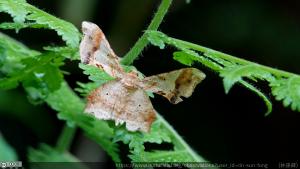 <a href="https://taieol.tw/muse/digi_object/fc083fad3b7df96759d651c005fe7d1a" target="_blank">Krananda oliveomarginata／By：lin-sun-fong／iNaturalist</a>