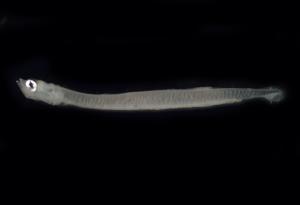 <a href="https://brmas.openmuseum.tw/muse/digi_object/29702bf2085cafa51ea9c4f81d9d95cf" target="_blank">裘氏小沙丁魚／中央研究院生物多樣性研究博物館動物標本館 (ASIZ)</a>