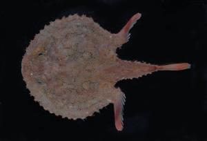 <a href="https://brmas.openmuseum.tw/muse/digi_object/395033512a9f7476146ec54dbc353235" target="_blank">棘茄魚／中央研究院生物多樣性研究博物館動物標本館 (ASIZ)</a>