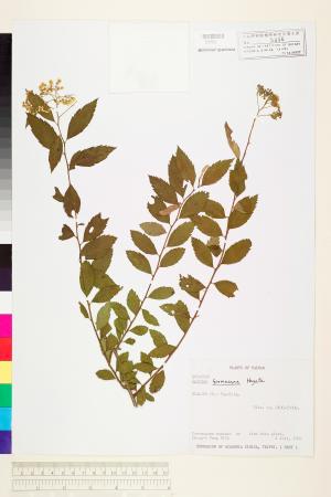 <a href="https://brmas.openmuseum.tw/muse/digi_object/47c2c398260bb6e9bb5fdfebbdb05dca" target="_blank">台灣繡線菊／中央研究院生物多樣性研究博物館植物標本館 (HAST)</a>