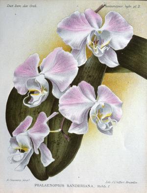 桑德氏蝴蝶蘭 Phalaenopsis Sanderiana