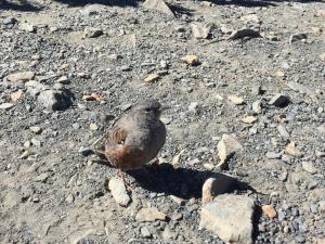 <a href="https://taieol.tw/muse/digi_object/dbd1a5a44a2a815c16b458ce5d408743" target="_blank">岩鷚／By：shunwei_wang／iNaturalist</a>