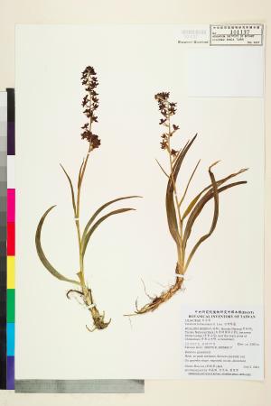 <a href="https://brmas.openmuseum.tw/muse/digi_object/47cd84b1e463aa788152892a5ffd92ab" target="_blank">台灣藜蘆／中央研究院生物多樣性研究博物館植物標本館 (HAST)</a>
