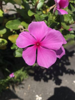 <a href="https://taieol.tw/muse/digi_object/cba1e26d5d21962e346294f90b7afc2f" target="_blank">日日春／By：ophelia_ou／iNaturalist</a>
