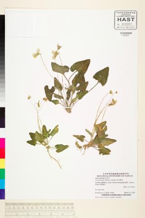<a href="https://brmas.openmuseum.tw/muse/digi_object/47dfcdbb7354fcc2a8f002a15ce4efcd" target="_blank">短毛堇菜／中央研究院生物多樣性研究博物館植物標本館 (HAST)</a>