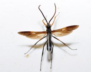 Pompilidae sp._陽明山 7