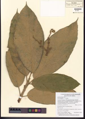 <a href="https://brmas.openmuseum.tw/muse/digi_object/47efaca2e2ea133eca16dd08cd67ee29" target="_blank">對葉榕／中央研究院生物多樣性研究博物館植物標本館 (HAST)</a>