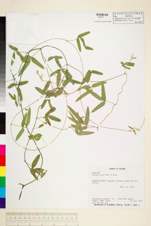 <a href="https://brmas.openmuseum.tw/muse/digi_object/47f04e8b8eef2183c04ce35c77e082ef" target="_blank">野大豆(鳥豆）／中央研究院生物多樣性研究博物館植物標本館 (HAST)</a>